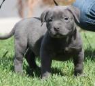 American pit bull terrier Rüde