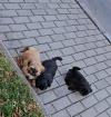 Shih Tzu Welpen Rüden